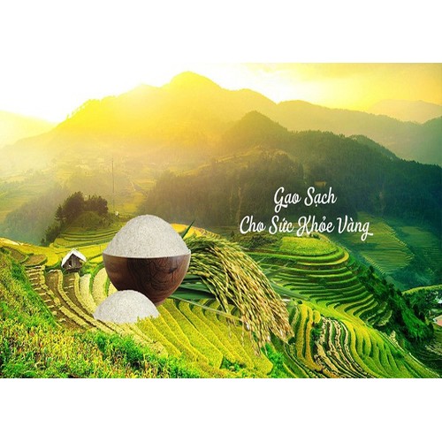 Gạo Đài Loan Sữa Gò Công 5kg - hạt gạo nhỏ màu trắng sữa dẻo mềm thơm ngọt cơm -túi pp trắng trơn