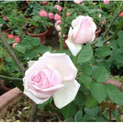 COMBO 5 Gốc Hoa Hồng cổ vân khôi