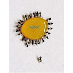 Dung dịch diệt Kiến Dán sinh học ANBIO