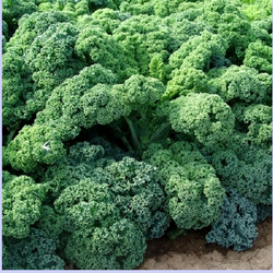 HẠT GIỐNG CẢI KALE XOĂN XANH