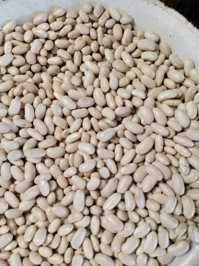 500g đậu trắng đà lạt