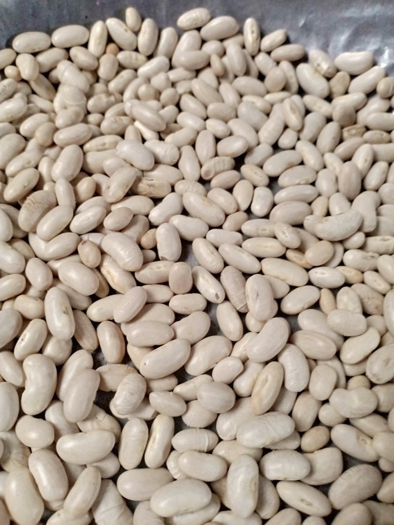 500g đậu trắng đà lạt