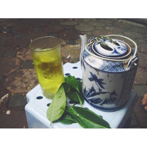 Cây Vối  Nếp - Cây vối quế