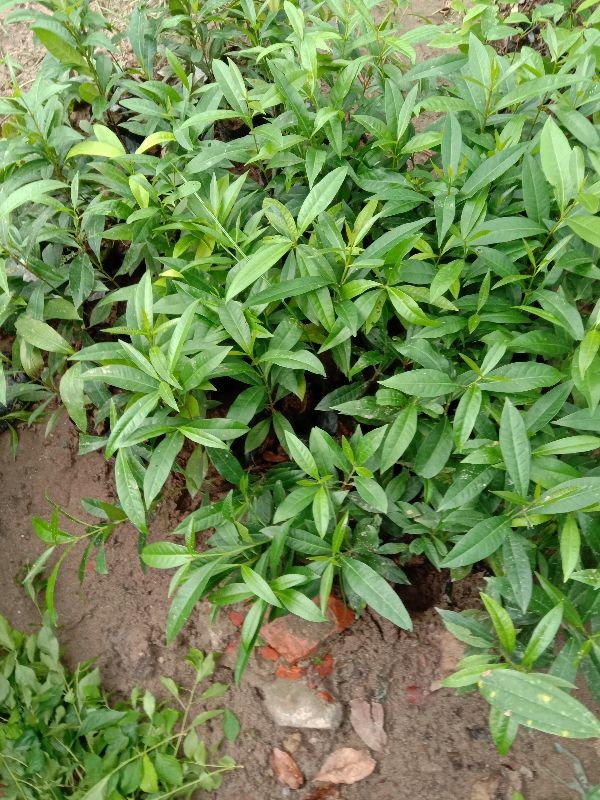 Cây Vối  Nếp - Cây vối quế