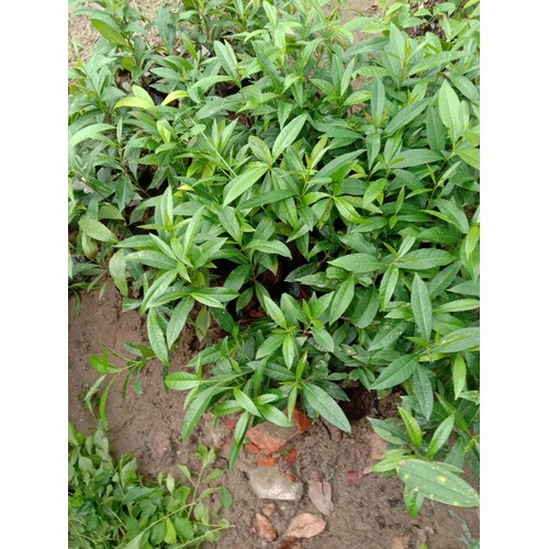 Cây Vối  Nếp - Cây vối quế