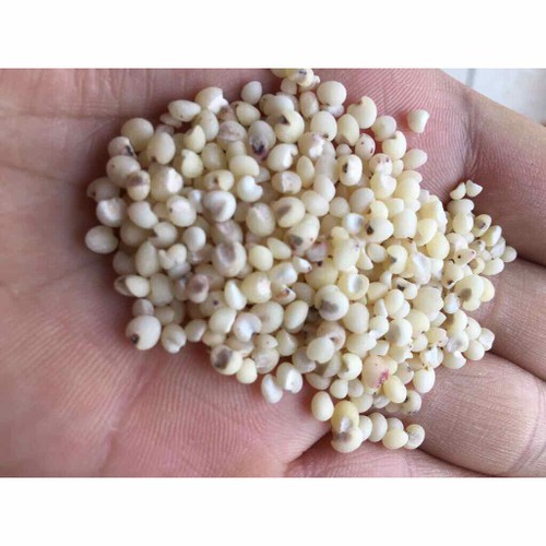 hạt ý dĩ giúp lợi sữa 200g