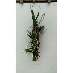7 cây Hoàng Nhạn Tháng 04