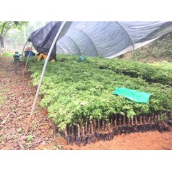 10 cây giống đinh lăng nếp lá nhỏ