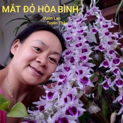 Phi điệp Mắt đỏ Hb Mua Ban Phi điệp Mắt đỏ Uy Tin Tại Ha Nội