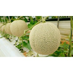Hạt giống dưa lưới xanh