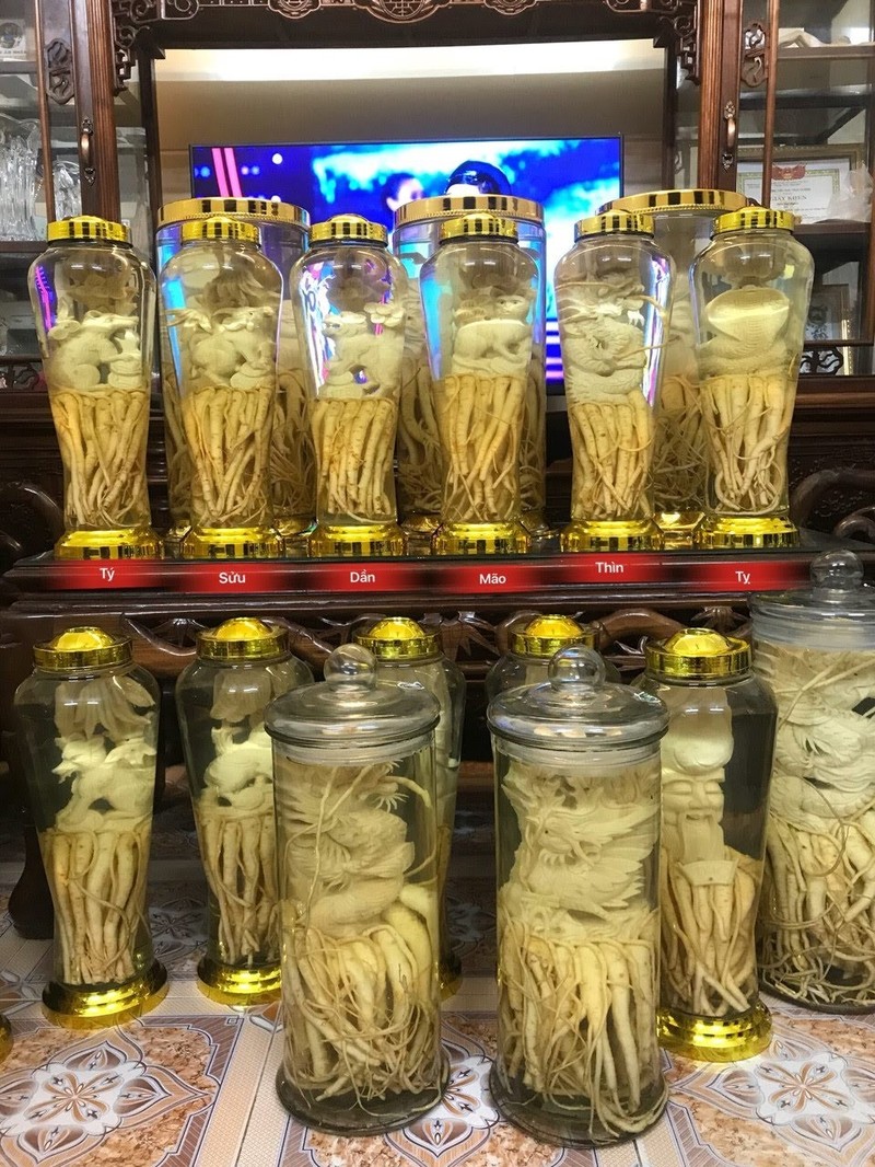 Đinh Lăng Điêu Khắc 12 Con Giáp. Bình 7L