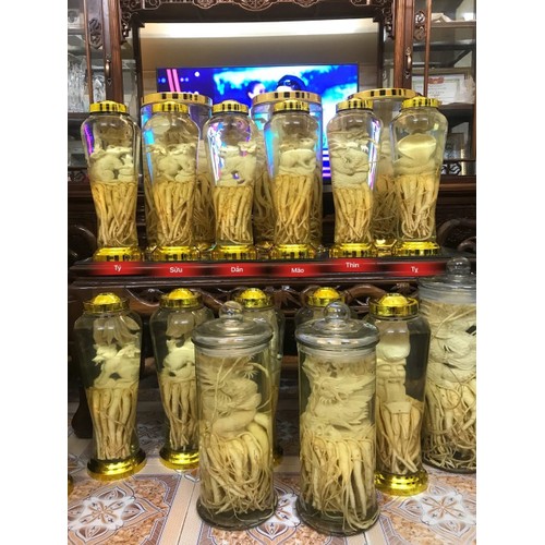 Đinh Lăng Điêu Khắc 12 Con Giáp. Bình 7L