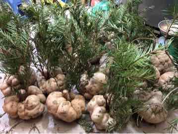 1KG NẤM PHỤC LINH THIÊN