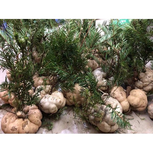 1KG NẤM PHỤC LINH THIÊN