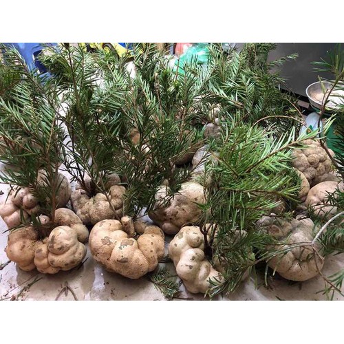 1KG NẤM PHỤC LINH THIÊN