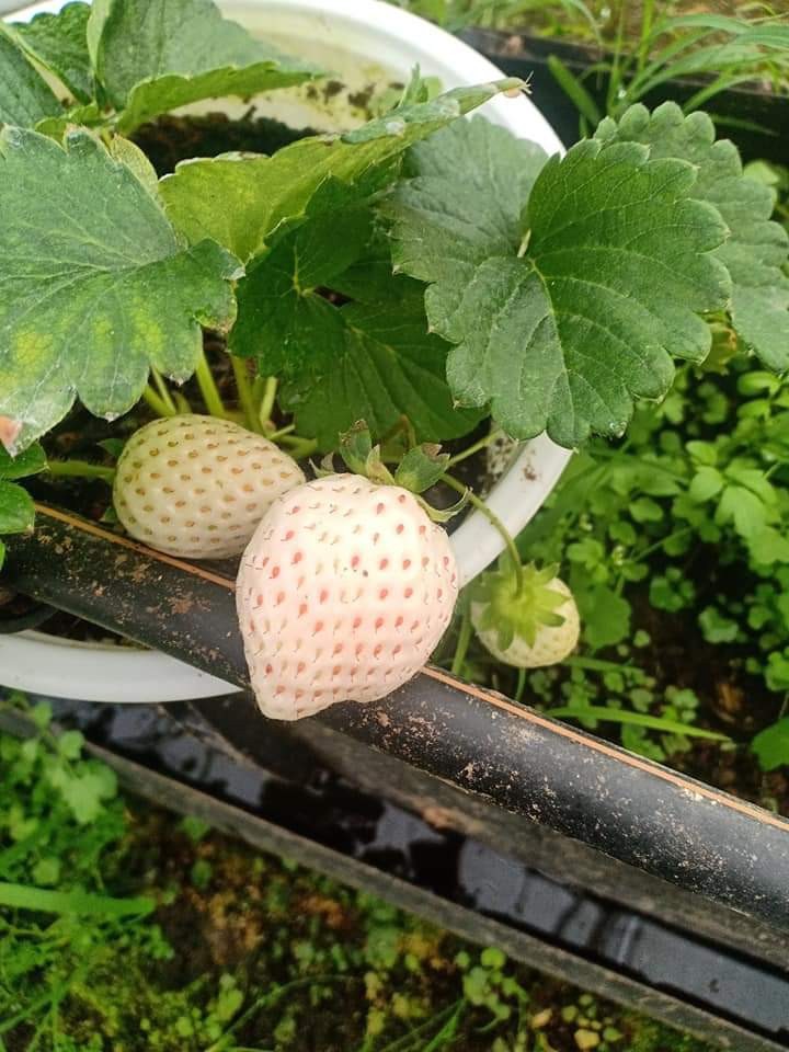 10 cây mô dâu tây Bạch Tuyết má hồng- Siêu thơm ngọt