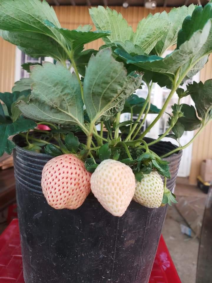 10 cây mô dâu tây Bạch Tuyết má hồng- Siêu thơm ngọt