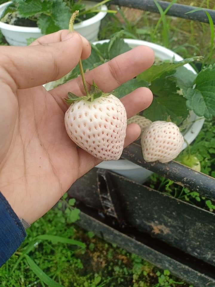 10 cây mô dâu tây Bạch Tuyết má hồng- Siêu thơm ngọt