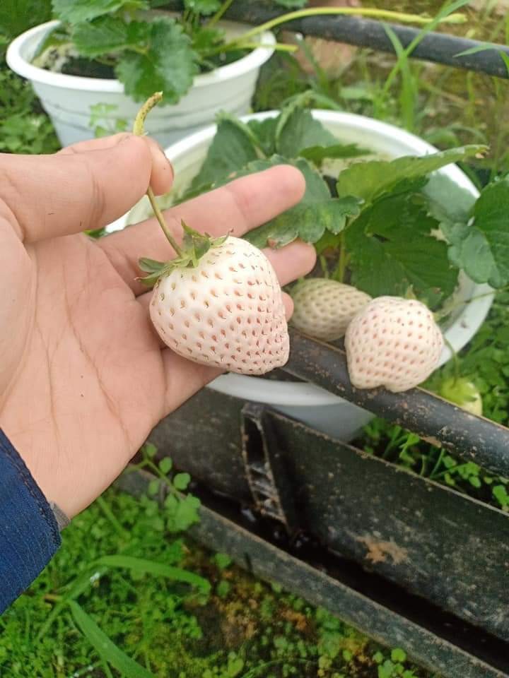 10 cây mô dâu tây Bạch Tuyết má hồng- Siêu thơm ngọt