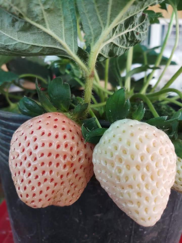 10 cây mô dâu tây Bạch Tuyết má hồng- Siêu thơm ngọt