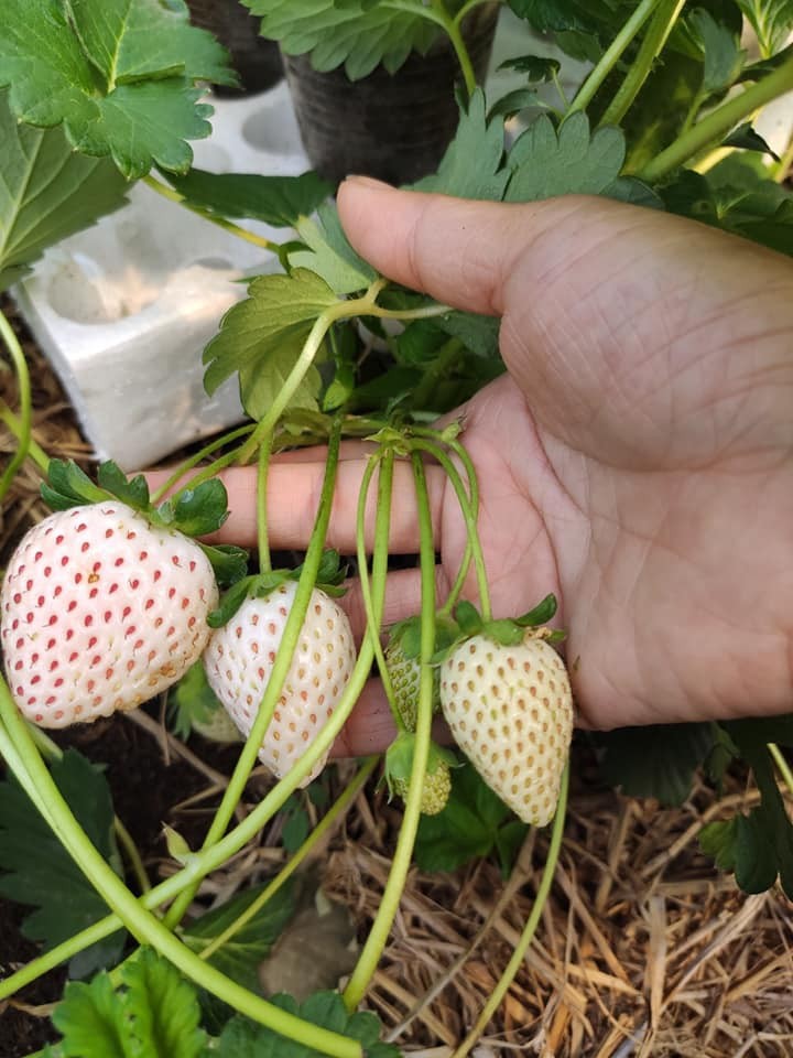 10 cây mô dâu tây Bạch Tuyết má hồng- Siêu thơm ngọt