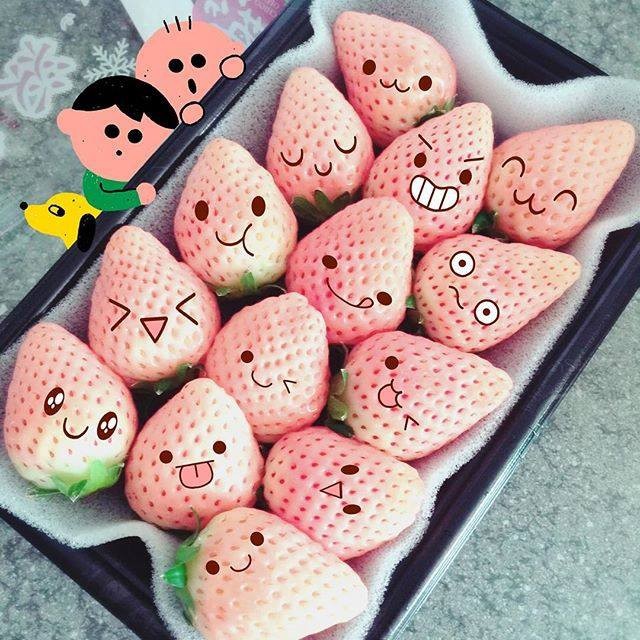 10 cây mô dâu tây Bạch Tuyết má hồng- Siêu thơm ngọt