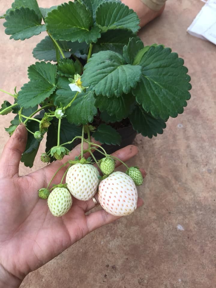 10 cây mô dâu tây Bạch Tuyết má hồng- Siêu thơm ngọt