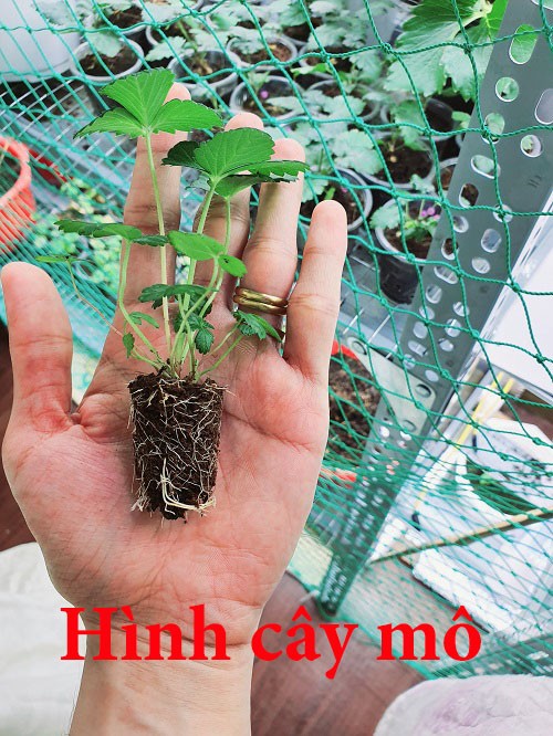 10 cây mô dâu tây Bạch Tuyết má hồng- Siêu thơm ngọt