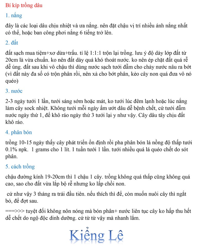 10 cây mô dâu tây Bạch Tuyết má hồng- Siêu thơm ngọt