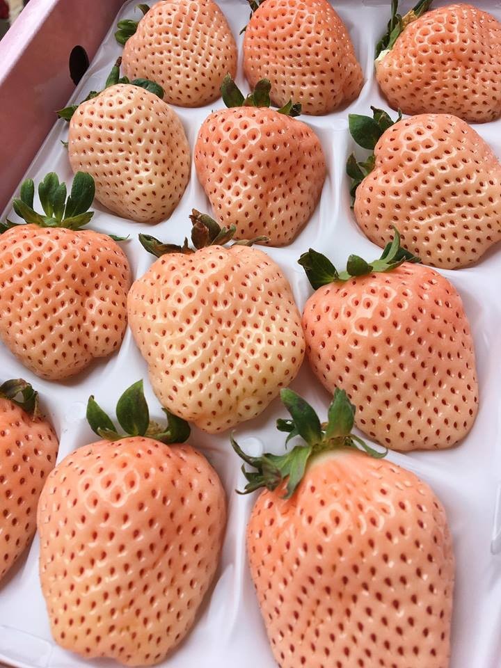 10 cây mô dâu tây Bạch Tuyết má hồng- Siêu thơm ngọt