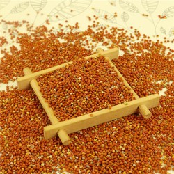 Hạt Kê Dành Cho Chim Vẹt 500g
