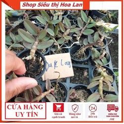 Giả hạc dakley 6 tháng tuổi