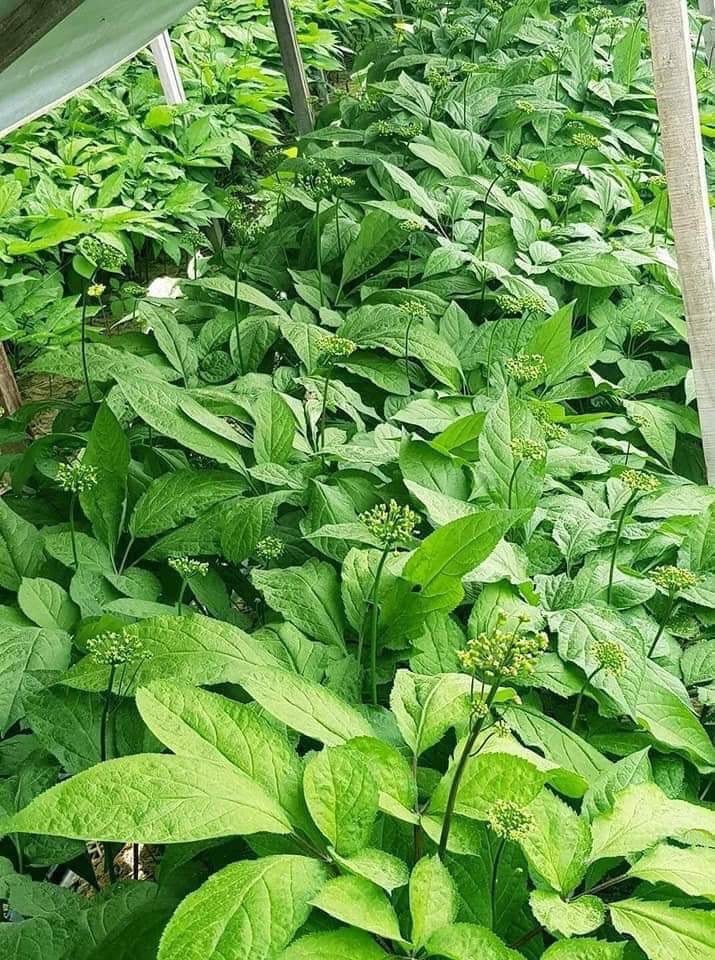 Trà hoa sâm hàn quốc bịch 500g