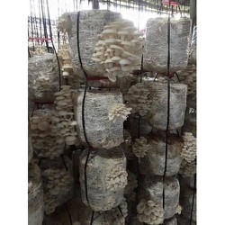 12 bịch phôi nấm trồng trong nhà