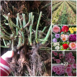 Cây Giống Hoa Hồng Ngoại Nhập Đủ Màu