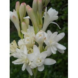 Combo 3 củ huệ trắng kép thơm củ to có nhiều củ con