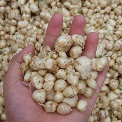 HÀNH TRẮNG - HÀNH TĂM 1KG DAKLAK