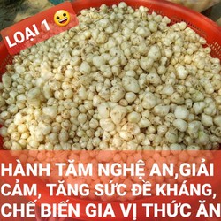 hành tăm, củ nén loại 1