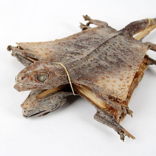 combo 5 con tắc kè khô