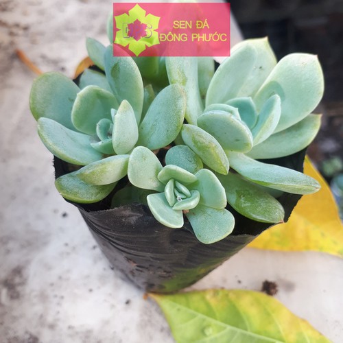 Home 2 Sen đá xà lách dây size bầu – Sen Đá Đông Phước