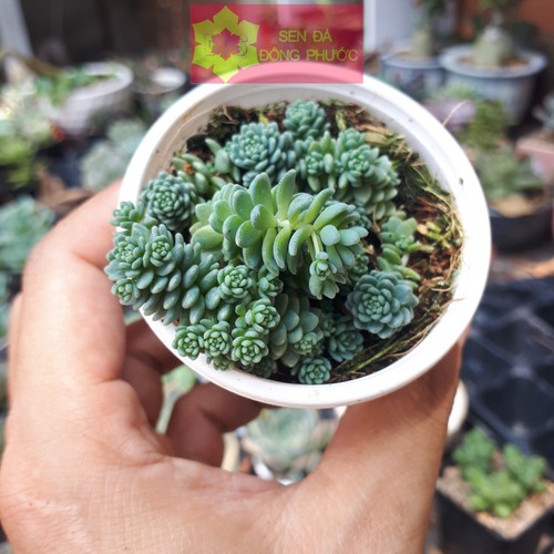 Home 3 SEN ĐÁ SIDUM HOA HỒNG SIZE BẦU – SEN ĐÁ ĐÔNG PHƯỚC