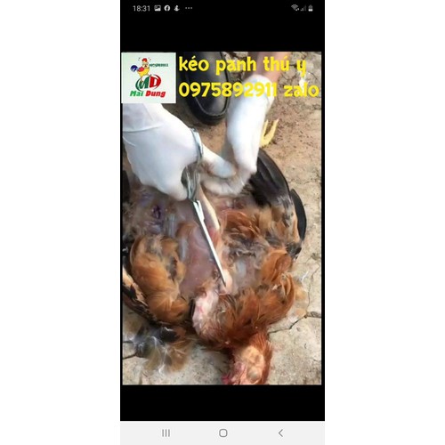 KÉO MỔ KHÁM THÚ Y GÀ VỊT - HÀN QUỐC [ĐƯỢC KIỂM HÀNG] 28811077