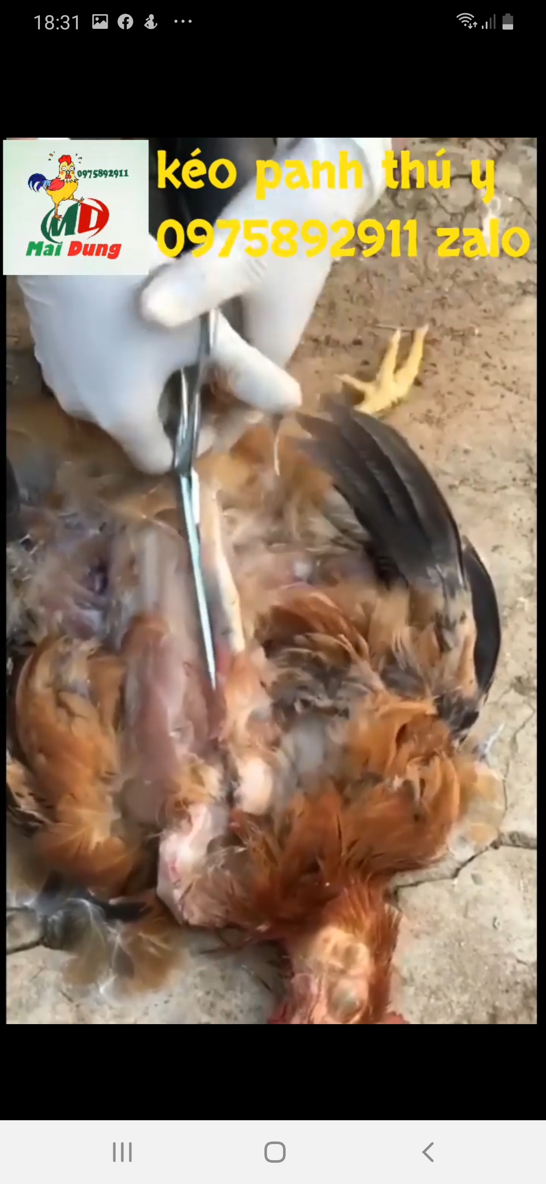 KÉO MỔ KHÁM THÚ Y GÀ VỊT - HÀN QUỐC [ĐƯỢC KIỂM HÀNG] 28811077