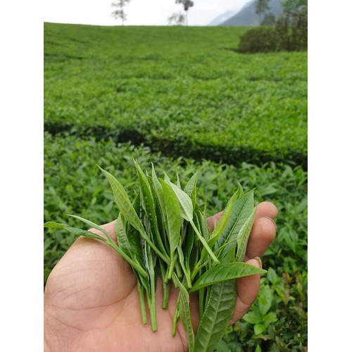 chè Kim Tuyên Lai Châu