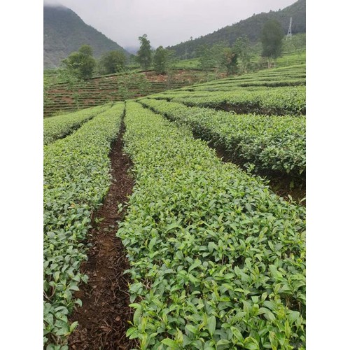 chè Kim Tuyên Lai Châu