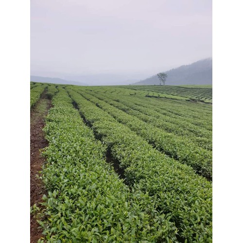 chè Kim Tuyên Lai Châu