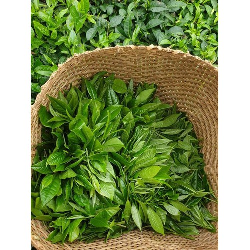 chè Kim Tuyên Lai Châu