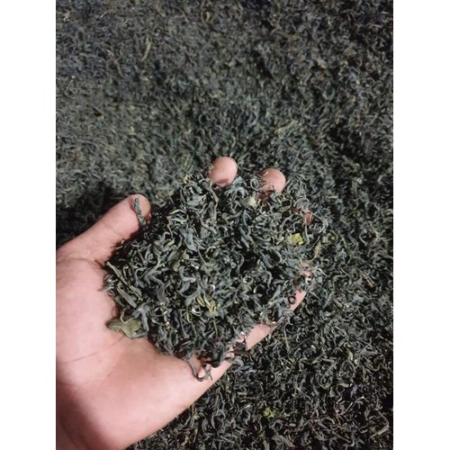 chè Kim Tuyên Lai Châu