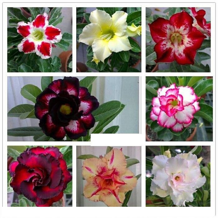 CÂY HOA SỨ THÁI CÁNH KÉP  KIỀU DIỄM  - BẢO HÀNH MẶT HOA KÉP Y ẢNH