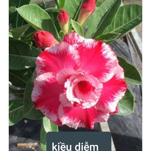 CÂY HOA SỨ THÁI CÁNH KÉP " KIỀU DIỄM " - BẢO HÀNH MẶT HOA KÉP Y ẢNH